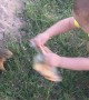 Squirrel Gratefully Takes Toddler's Pizza