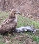 Massive Hawk Finds Lunch
