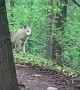 Man and Dog Meet a Wolf While out for a Walk