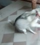 Lively Husky Loves to Dance