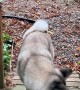 Baloo the Akita Dog Breaks Long Stick