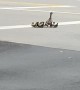 Officer Helping Duck Family Cross a Busy Road