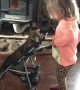 Kitten in Stroller Plays with Toddler