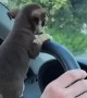 Teacup Chihuahua Pup Peeks Past Steering Wheel