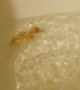 Duckling Bathtime Zoomies!