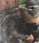 Feeding Time for Three Day Old Robins