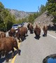 Bison Block Road to Yellowstone