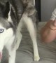 Husky Argues for Ice Cream!