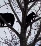 Black Bears Enjoy Family Time in the Treetops