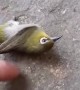 Bird Takes Flight After Playing Dead