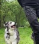 Synchronized Dance Routine With Doggy
