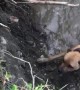 Dog Struggles to Climb Up River Bank