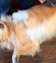 Golden Retriever ecstatic during vacuuming session