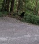 Motorcycle Rider's Friendly Black Bear Encounter