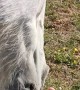 Horse Thinks Mom has Smelly Feet