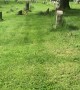 Slumbering Fawn Peacefully Nestles Against Gravestone