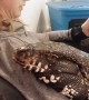 Winston the Tegu Wants Attention