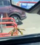 Wasps Boxing Outside of Car Window