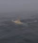 Rare albino orca whale caught on camera