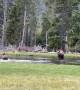 Bison Takes Unexpected Tumble Into Water