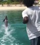 Dolphin Catches Football Pass Perfectly in the Bahamas