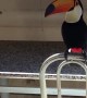 Adventurous Toucan Takes the Tobacco
