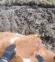 Dirt Bike Rider Helps a Cow Stuck Badly in Mud