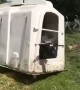 Cow Takes Enclosure for a Walk