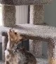 Dog and Cat Playfully Tussle on Tower