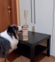 Precise Doggo Extracts Banknotes and Jenga Game Blocks