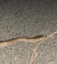 Snake Crossing the Road Doesn't Like Being Touched