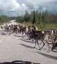Massive herd of reindeer casually block the road