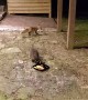 Arkansas Raccoon and Fox Fun