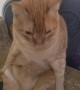 Peculiar Kitty Sits Upright Like a Human