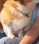 Corgi Disapproves Video Games Cutting into Head Scratching Time