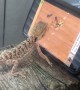 Pet Lizard Plays with Ants on Phone