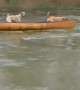 Labrador turns into lifeguard and rescues dogs trapped in canoe