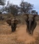 Scary footage shows elephant charging vehicle
