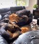 Huge dog family simultaneously reacts to squeaky toy