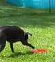 Doggy Obsessed With Water Fountain Toy