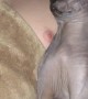 Sphynx Cat and Its Person Sleeping Soundly