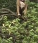 Doggy Climbs Tree to Enjoy the Breeze