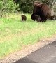 A Grizzly with Four Cubs Cross the Road