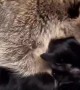 Raccoon Loves to Cuddle Kitty