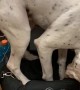 Dog Trying to Squeeze into a Small Bag