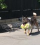 Dog Helps Owner Carry the Groceries