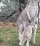 Joey Plays Out of The Pouch for a Bit