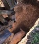 Construction Workers Rescue a Pig from a Hole
