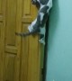 Determined Kitties Successfully Open Door