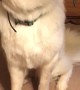 Great Pyrenees Chomps While Trying Treats